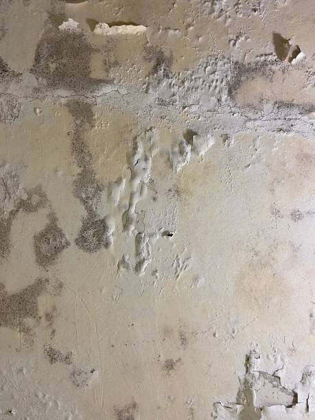Best Professional Mold Removal  in Hooper, NE