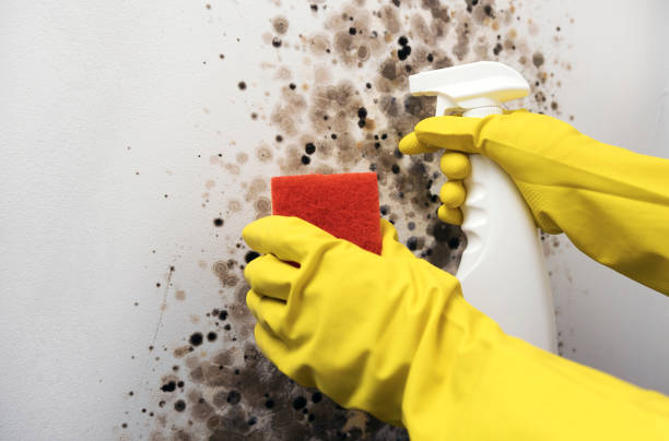Best Mold Removal and Inspection  in Hooper, NE